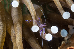 Ancylomenes sarasvati