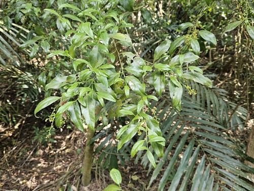 Champereia manillana (Champereia manillana)
