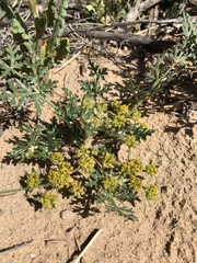 Cymopterus glomeratus