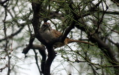 Rhynchospiza strigiceps