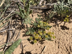 Cymopterus glomeratus