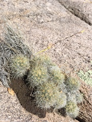 Escobaria organensis