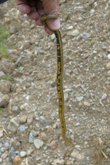 Atractus bocourti