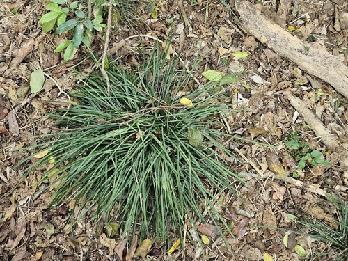Ophiopogon reversus, photograph 1