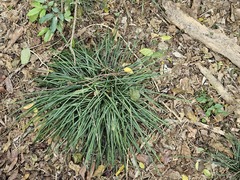 Ophiopogon reversus, photograph (c) 胡正恆(Jackson Hu), some rights reserved (CC BY)