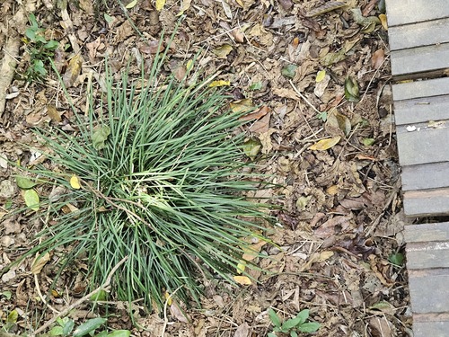 Ophiopogon reversus, photograph 2