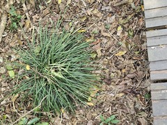 Ophiopogon reversus, photograph (c) 胡正恆(Jackson Hu), some rights reserved (CC BY)