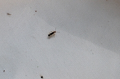 Malthinus occipitalis