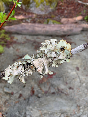 Cetrelia cetrarioides