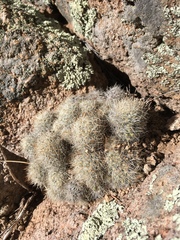 Escobaria organensis