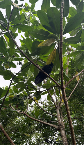 Mariana Crow (Corvus kubaryi), photo 8