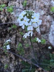 Dryopetalon runcinatum