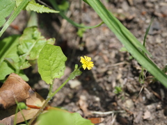 Lapsanastrum humile