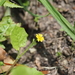 Lapsanastrum humile - Photo (c) Keita Watanabe, algunos derechos reservados (CC BY-NC), subido por Keita Watanabe