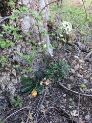 Dryopetalon runcinatum