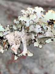 Cetrelia cetrarioides