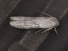 Holcocera gigantella