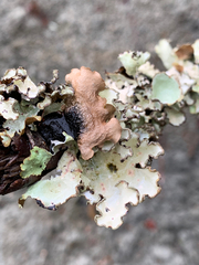 Cetrelia cetrarioides