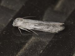 Holcocera gigantella