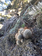 Escobaria organensis