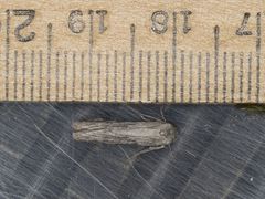 Holcocera gigantella