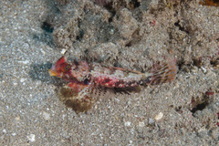 Synchiropus morrisoni