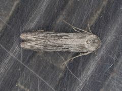 Holcocera gigantella