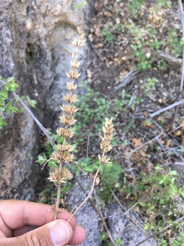 Pringle's giant hyssop (Agastache pringlei)