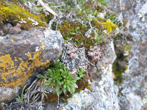 Image of Leiberg Stonecrop (Sedum leibergii) by no rights reserved