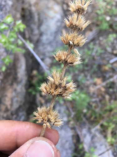 Agastache pringlei, photograph 1