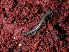 Cormocephalus esulcatus