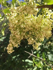 Fraxinus dipetala