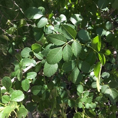 Fraxinus dipetala