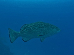 Mycteroperca venenosa