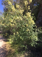 Fraxinus dipetala