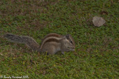 Funambulus pennantii