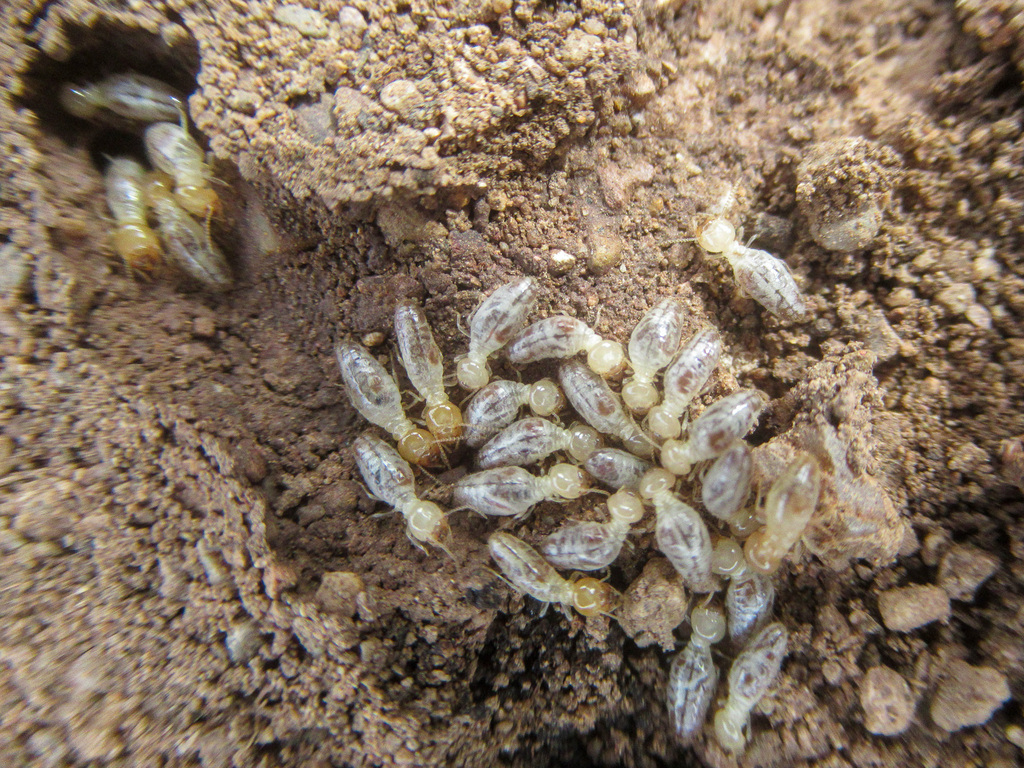 Long-jawed Desert Termites in February 2024 by mnwild. Building burrows ...