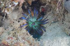 Edwardsianthus sapphirus