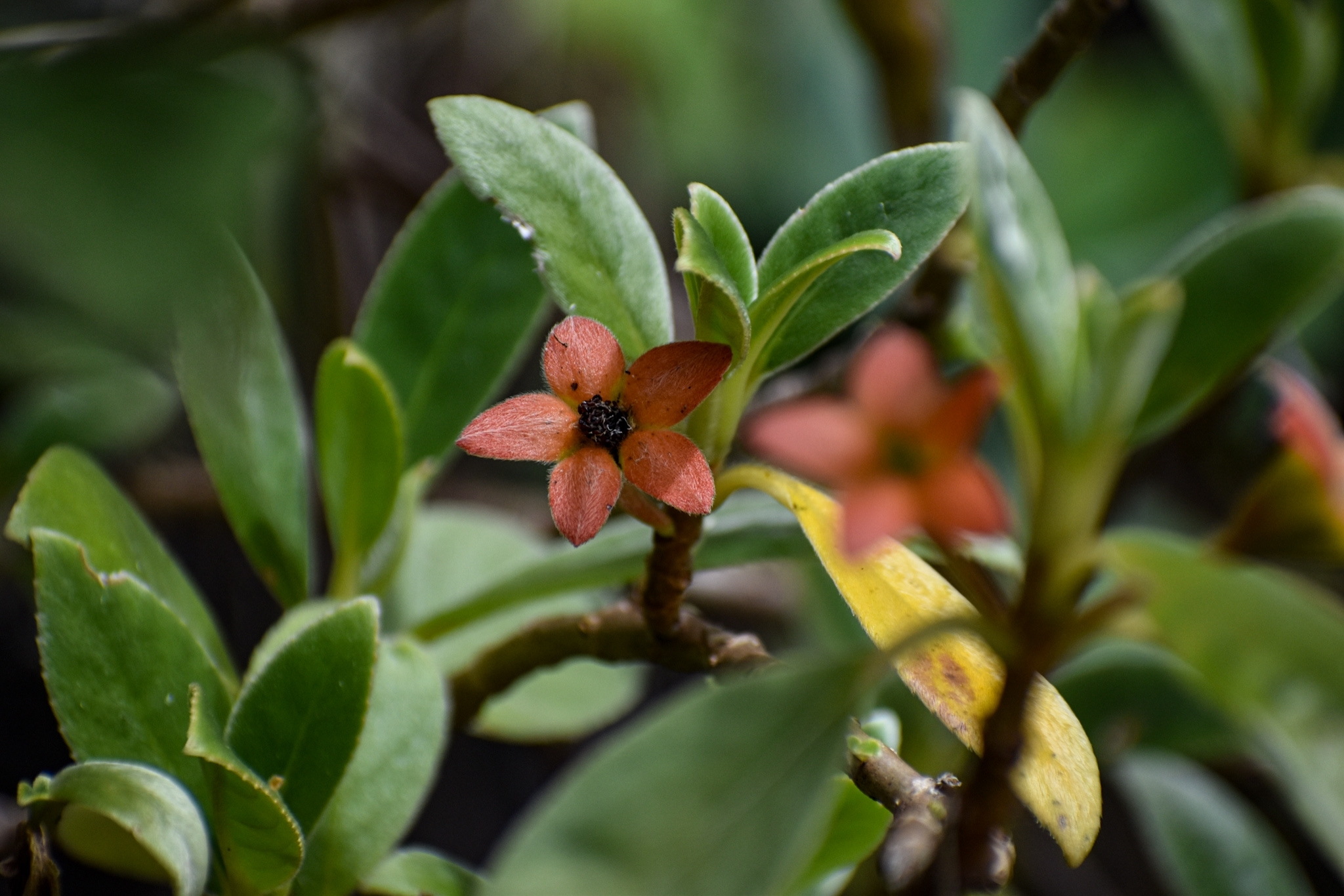 Cobananthus calochlamys