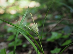 Carex alopecuroides chlorostachya