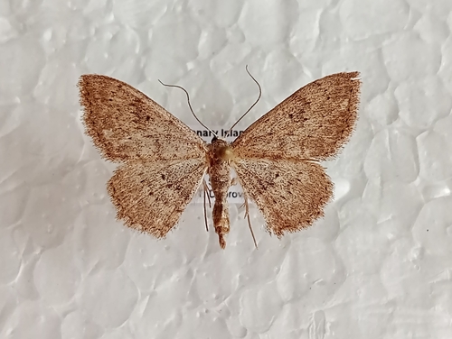 Scopula guancharia photo 3