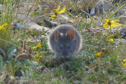 Junín Grass Mouse (Akodon juninensis) — Least Concern Mammalia