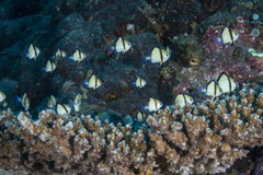 Dascyllus reticulatus