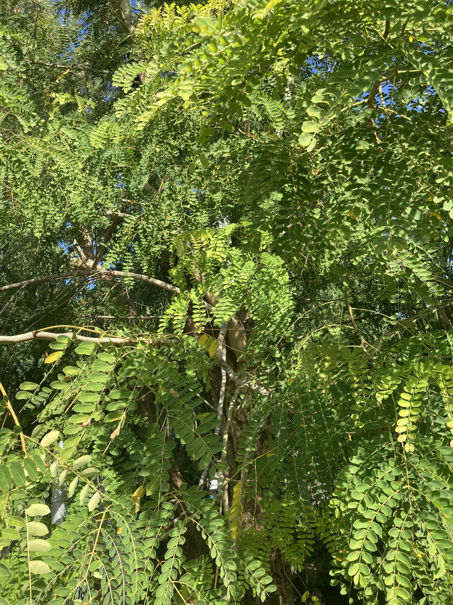 Imagem de Albizia