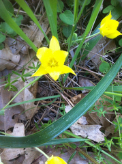 Calochortus monophyllus