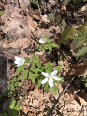 Anemonoides quinquefolia