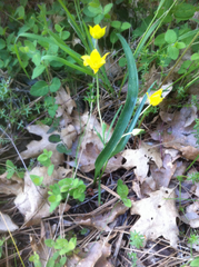 Calochortus monophyllus