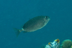 Siganus spinus