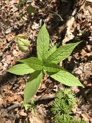 Calycanthus floridus