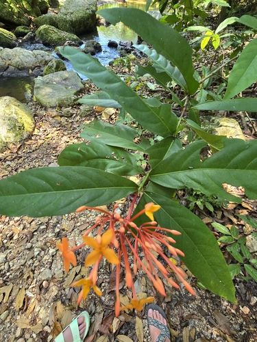 Ixora javanica observed 2024-02-23
